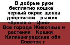 В добрые руки бесплатно,кошка,2.5черный окрас,щенки дворняжки,3 рыжих 1 чёрный,с › Цена ­ - - Все города Животные и растения » Кошки   . Калининградская обл.,Советск г.